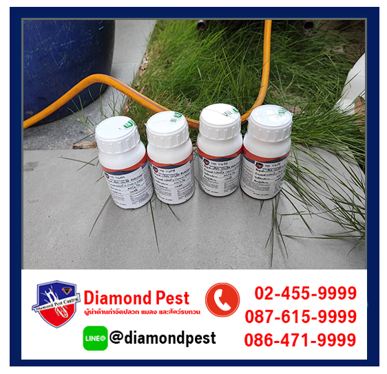 diamondpest