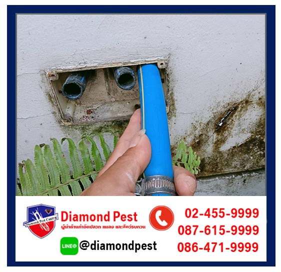 diamondpest