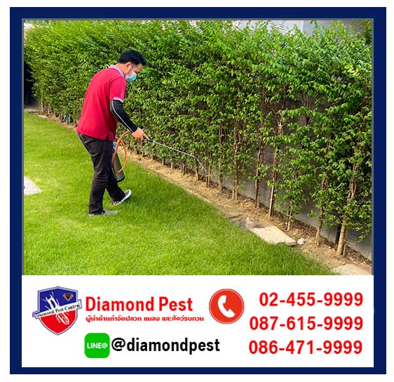 diamondpest