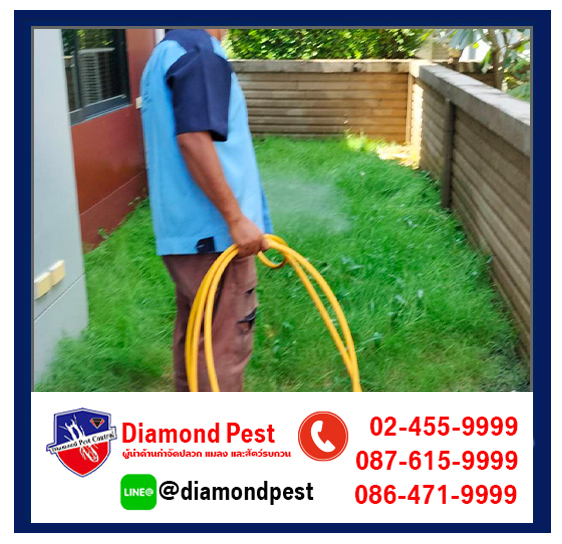 diamondpest