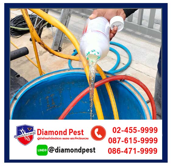 diamondpest