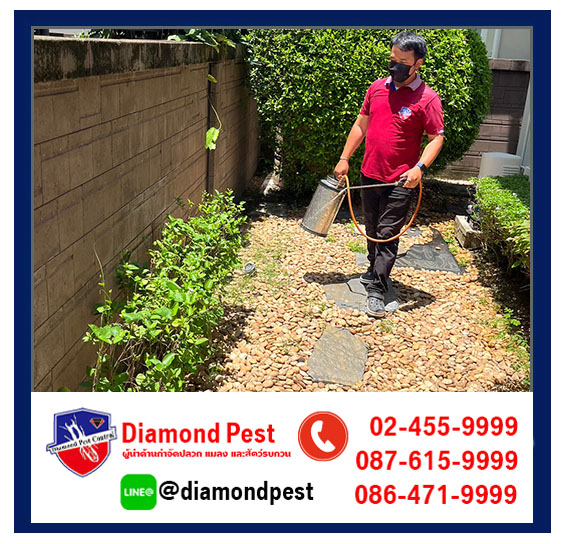 diamondpest
