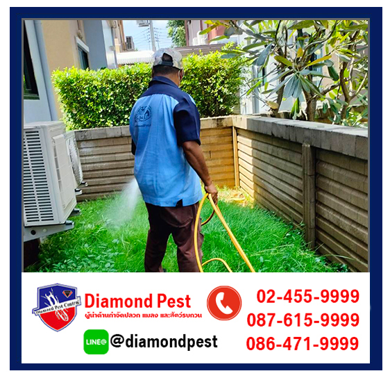 diamondpest
