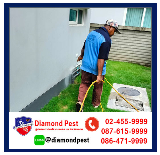 diamondpest