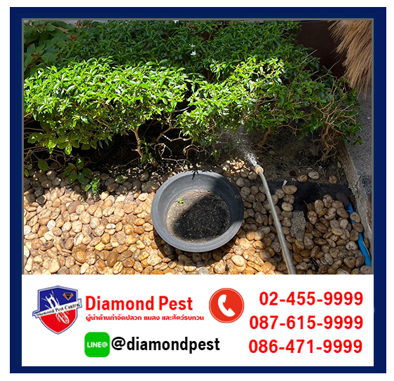 diamondpest