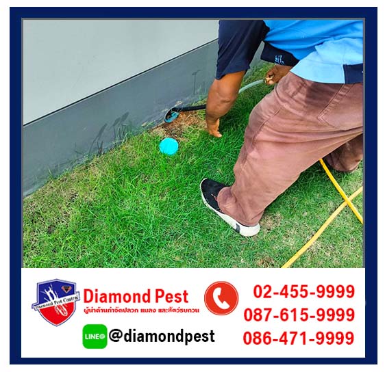 diamondpest