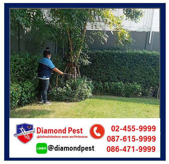 diamondpest