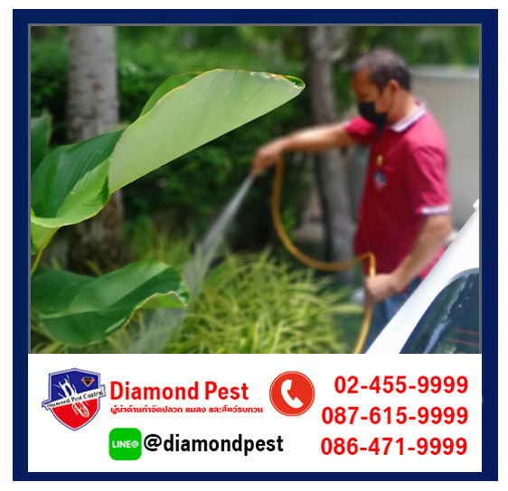 diamondpest