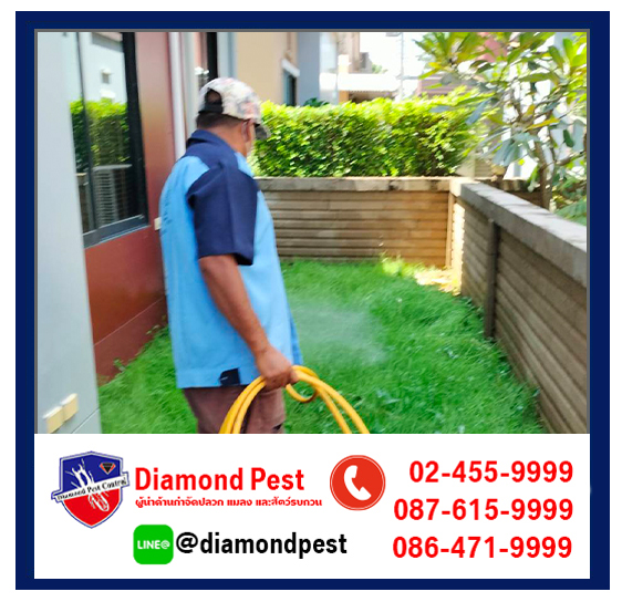diamondpest