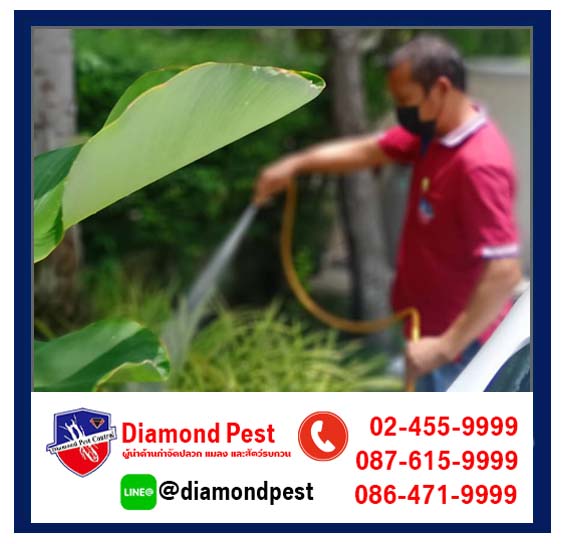 diamondpest