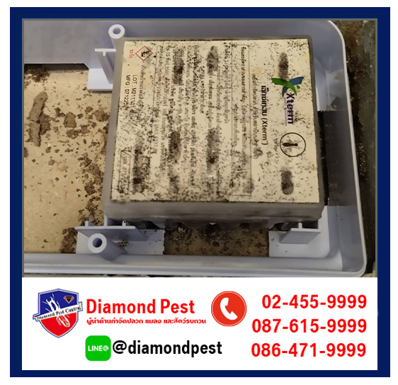 diamondpest