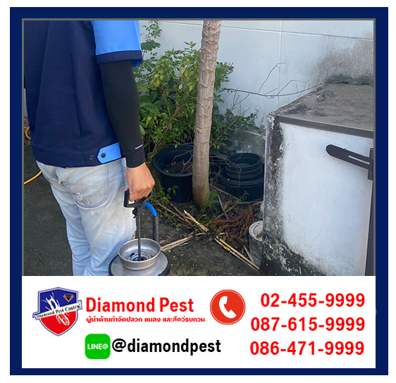 diamondpest