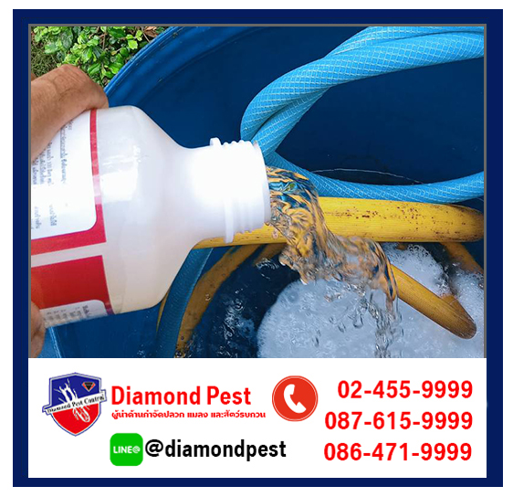 diamondpest