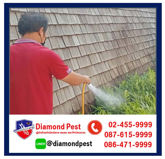 diamondpest