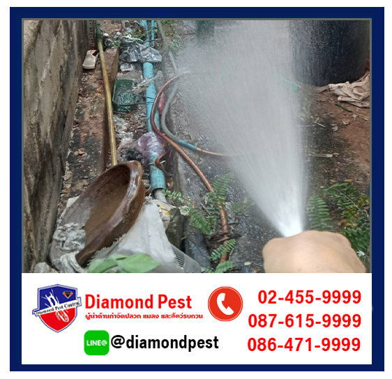 diamondpest