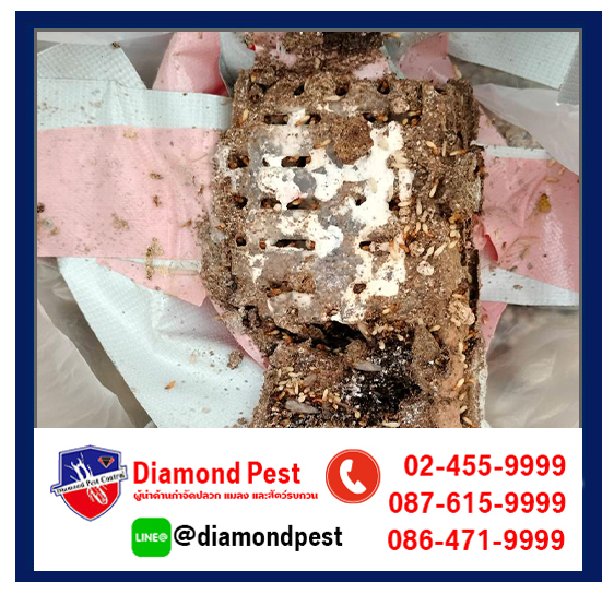 diamondpest