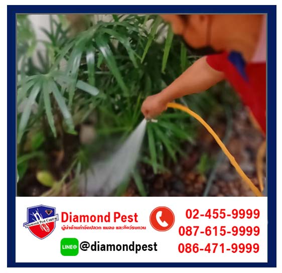 diamondpest
