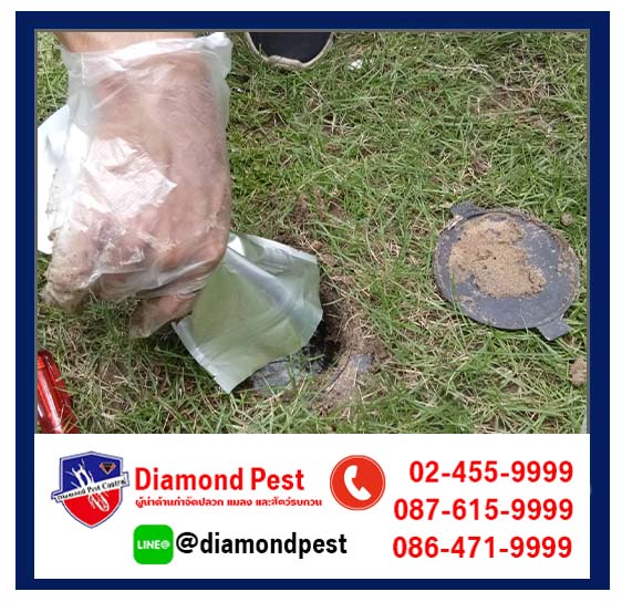 diamondpest