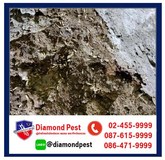 diamondpest