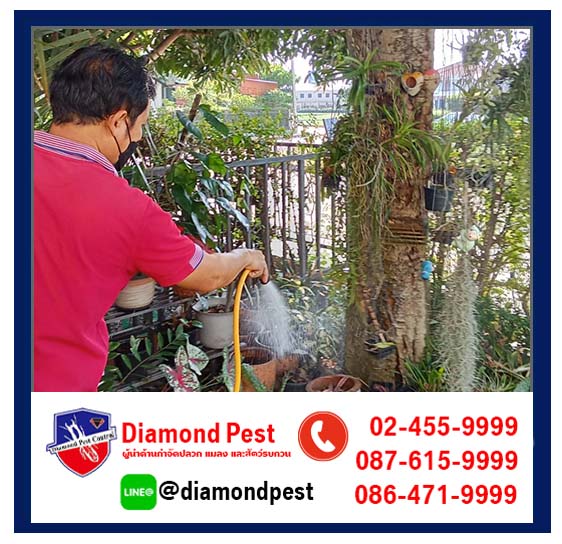 diamondpest
