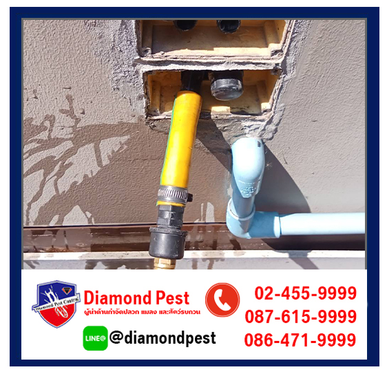 diamondpest