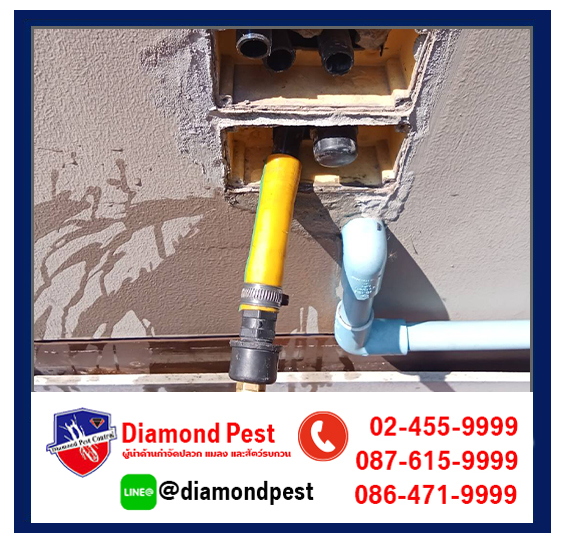 diamondpest
