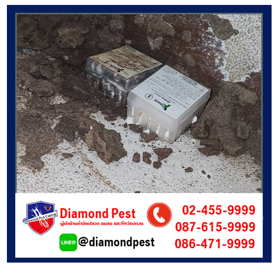 diamondpest