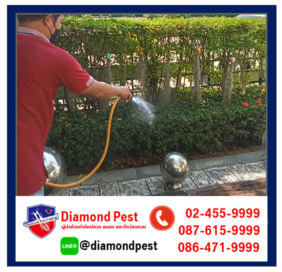 diamondpest