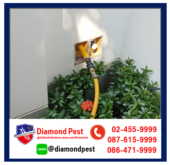 diamondpest