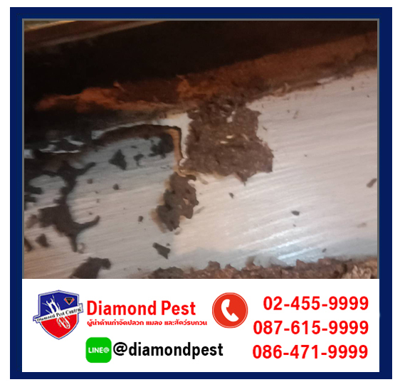 diamondpest