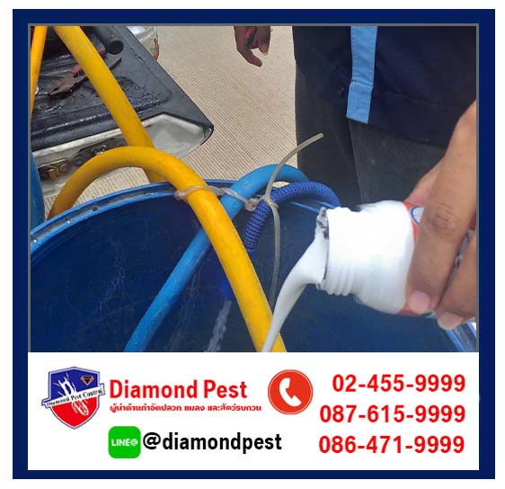 diamondpest