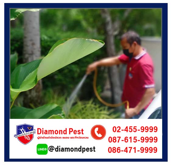 diamondpest