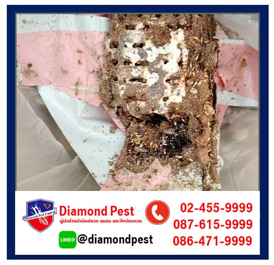 diamondpest