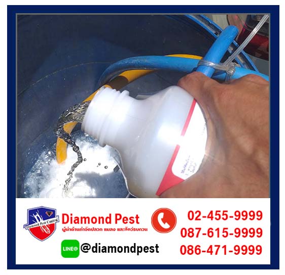 diamondpest
