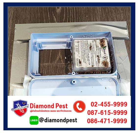 diamondpest