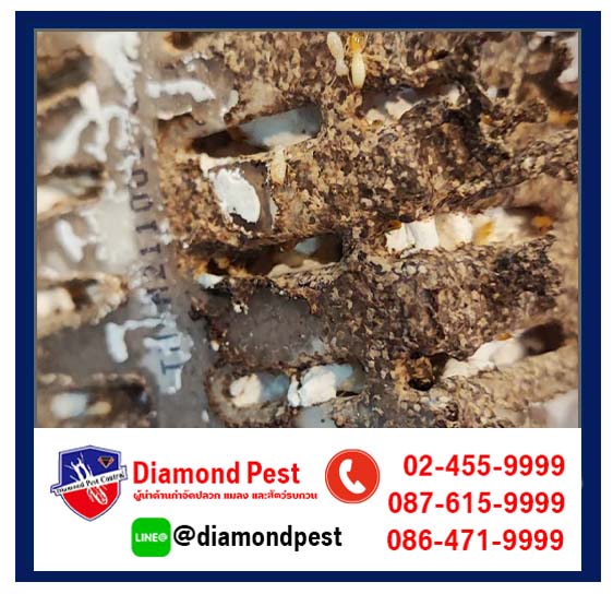 diamondpest