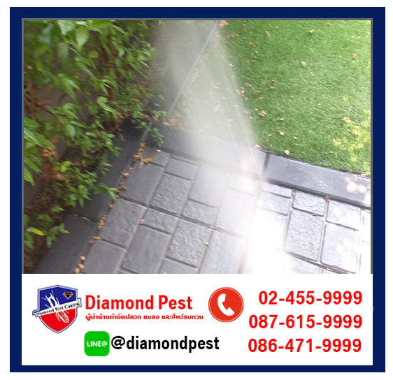 diamondpest
