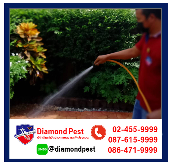 diamondpest