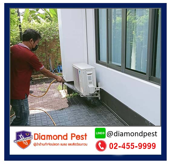 diamondpest