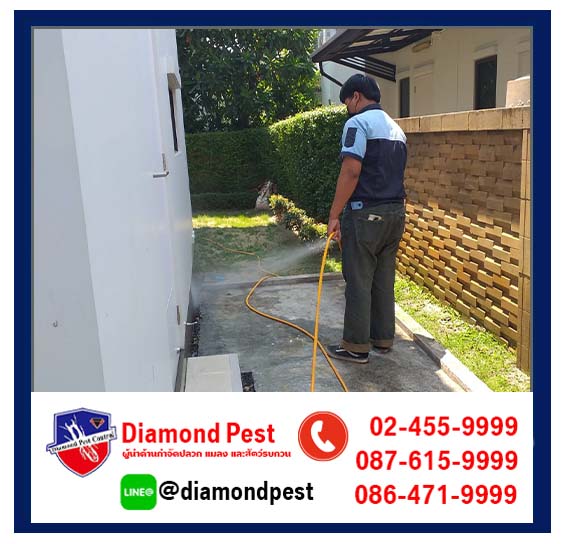 diamondpest