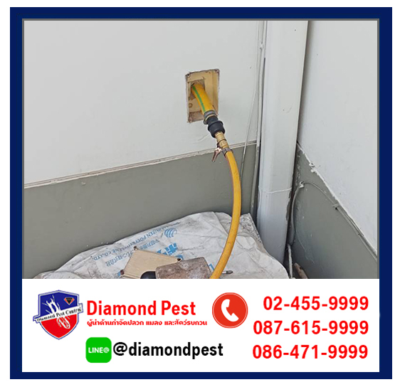 diamondpest