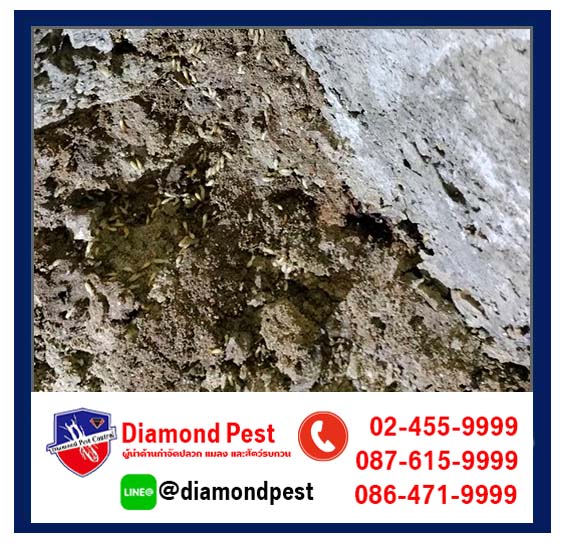 diamondpest