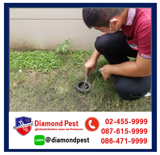 diamondpest
