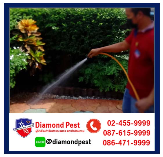 diamondpest