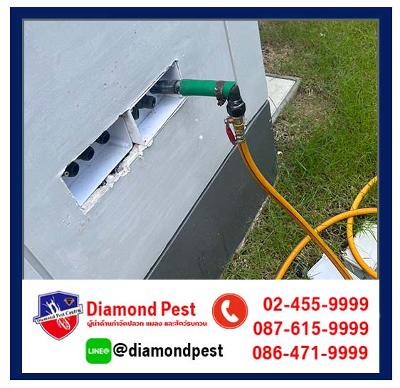diamondpest