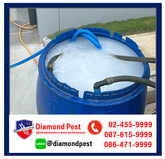 diamondpest
