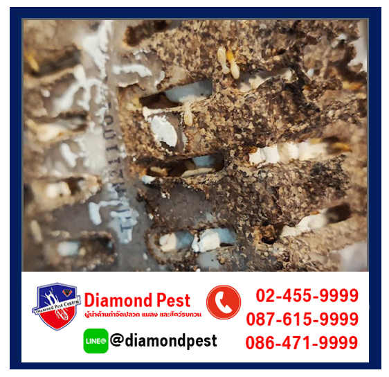 diamondpest