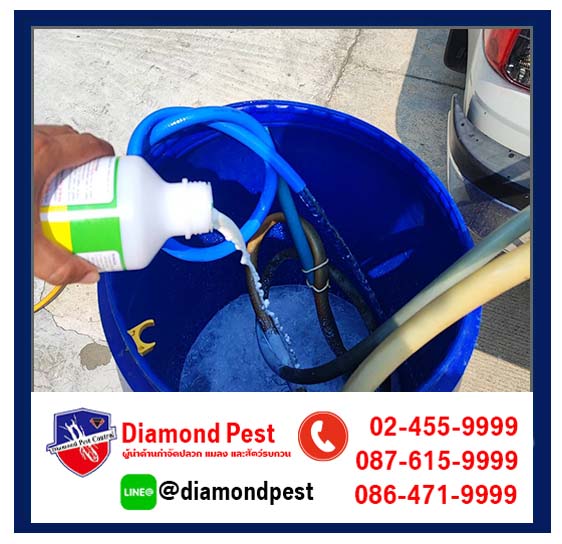 diamondpest