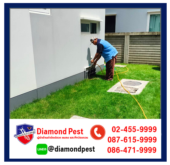 diamondpest