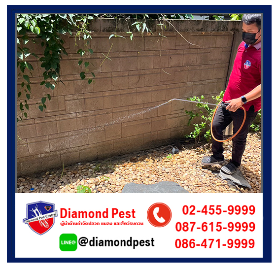 diamondpest